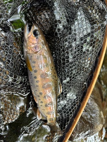 ヤマメの釣果