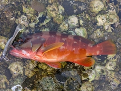 アカハタの釣果