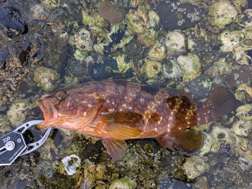 キジハタの釣果