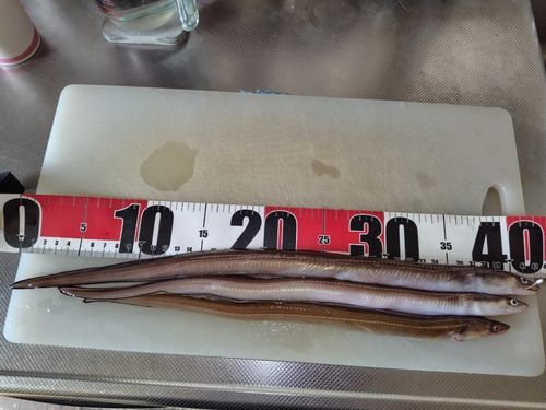 アナゴの釣果