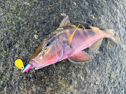 オジサンの釣果