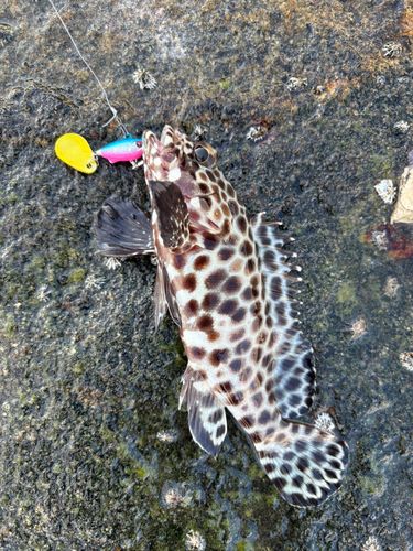 カンモンハタの釣果