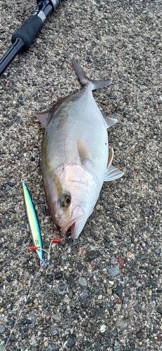 カンパチの釣果