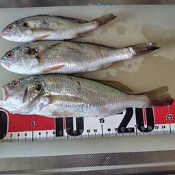 イシモチ