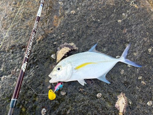 カスミアジの釣果