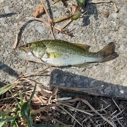 ラージマウスバス