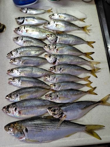 アジの釣果