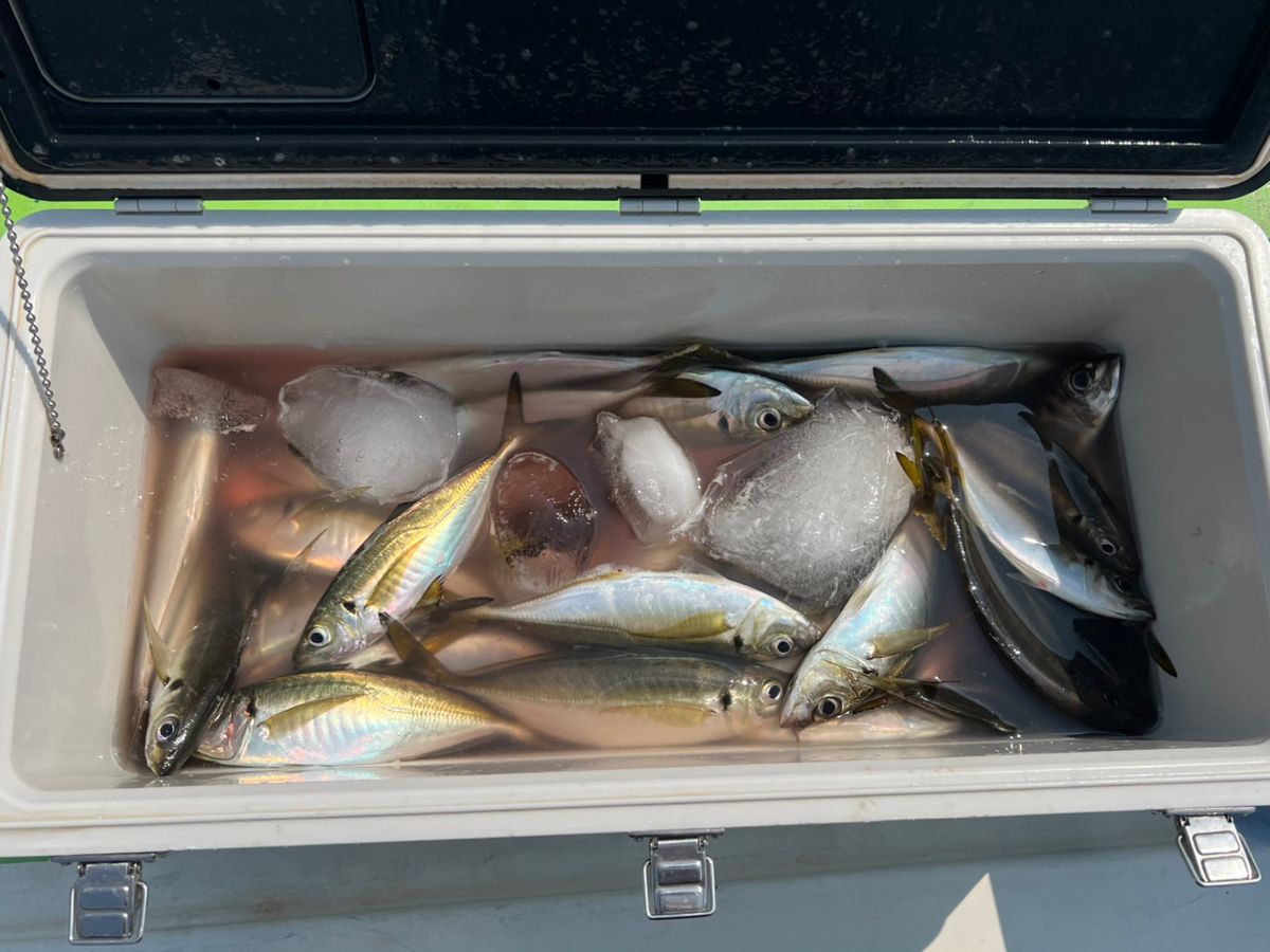 政信丸さんの釣果 3枚目の画像