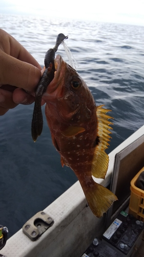 アコウの釣果