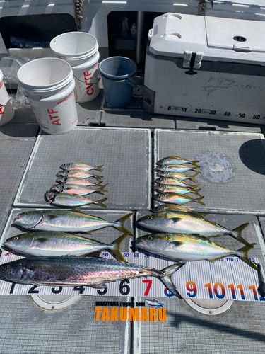 タチウオの釣果
