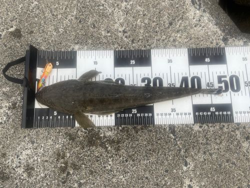 マゴチの釣果