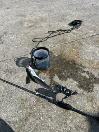 トビウオの釣果