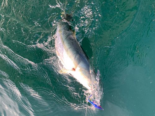 ハマチの釣果
