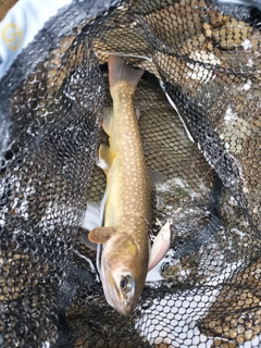 ヤマメの釣果