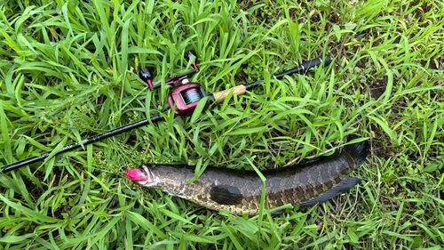 ライギョの釣果