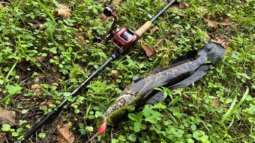 ライギョの釣果