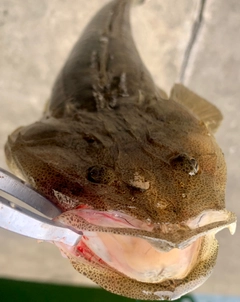マゴチの釣果