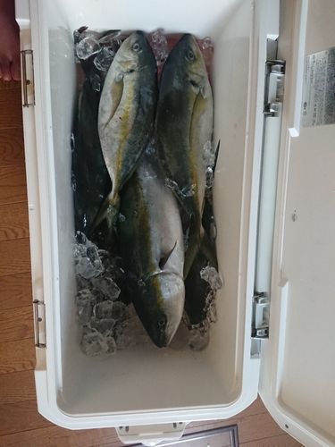 シマアジの釣果