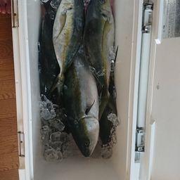 シマアジ
