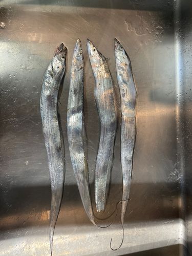 タチウオの釣果