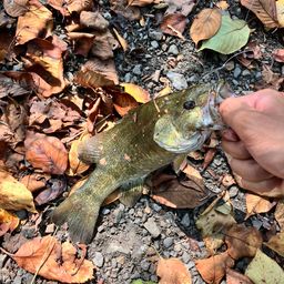 スモールマウスバス