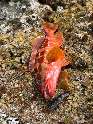 アカハタの釣果