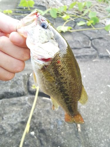 ラージマウスバスの釣果