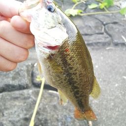 ラージマウスバス