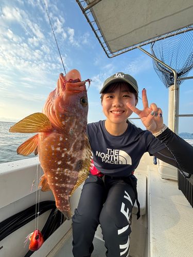 キジハタの釣果
