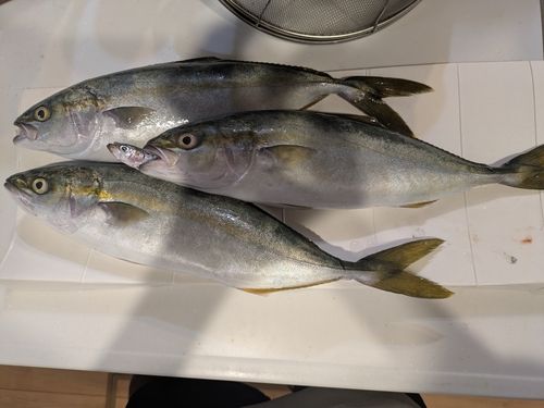 イナダの釣果