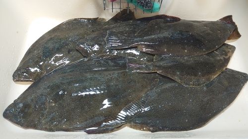 ヒラメの釣果