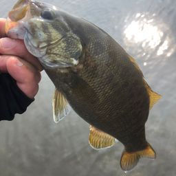 スモールマウスバス