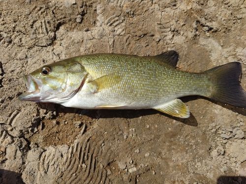 スモールマウスバスの釣果