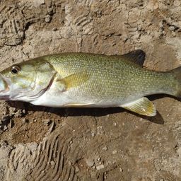 スモールマウスバス