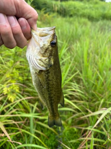 ラージマウスバスの釣果