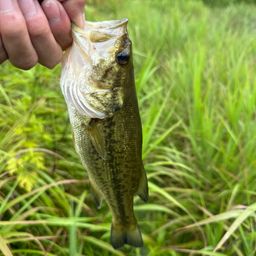 ラージマウスバス