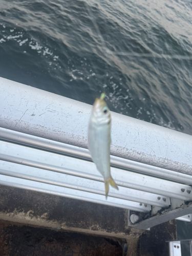 サッパの釣果