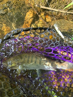 ヤマメの釣果