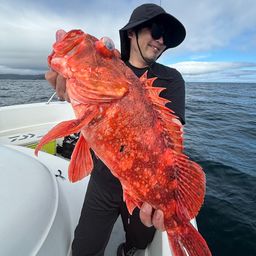 ウッカリカサゴ