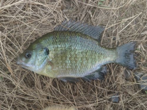 ブルーギルの釣果