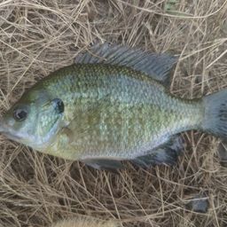 ブルーギル