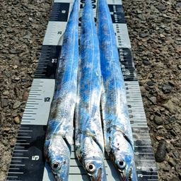 タチウオ