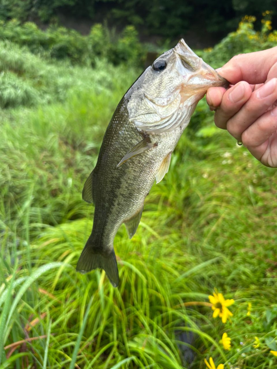 ラージマウスバス