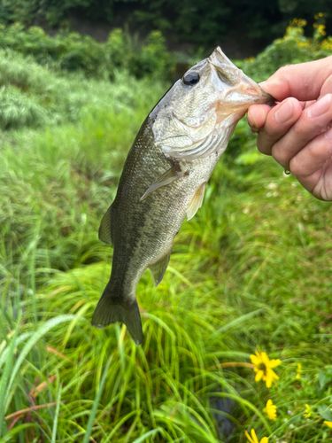 ラージマウスバスの釣果