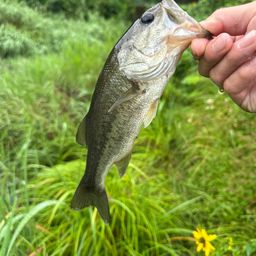 ラージマウスバス