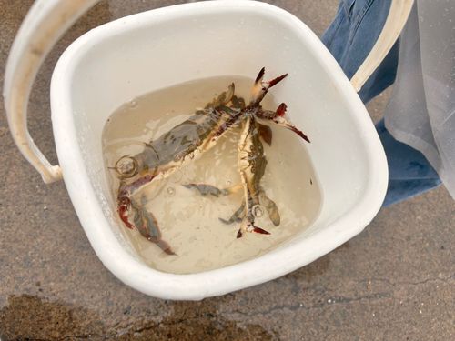 ワタリガニの釣果
