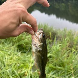 ラージマウスバス