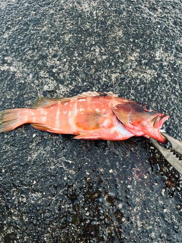 アカハタの釣果