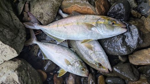 ネリゴの釣果