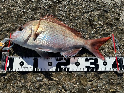 マダイの釣果